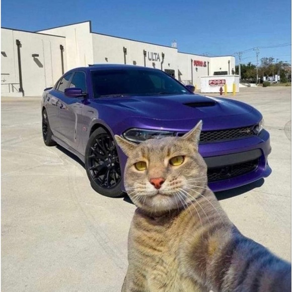 Meet your Posher, Kevin - Picture 1 of 1